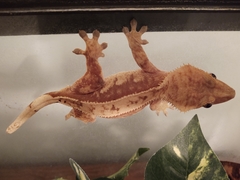 Correlophus ciliatus