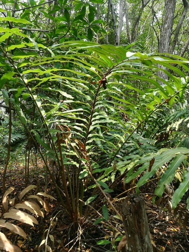 Helecho de manglar (Acrostichum aureum)