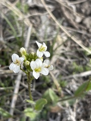 Arabis nuttallii