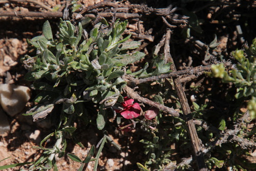 Image of Indigofera disticha by (c) Tony Rebelo, some rights reserved (CC BY-SA)