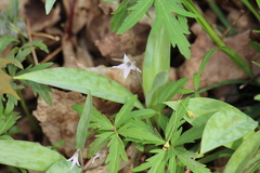 Erythronium propullans