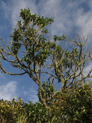 Lippia hirsuta
