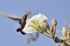 Cynanthus latirostris