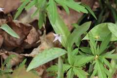Erythronium propullans