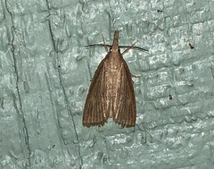 Diatraea crambidoides