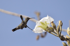 Cynanthus latirostris