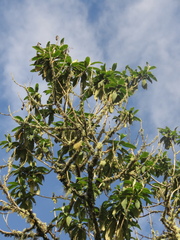 Lippia hirsuta