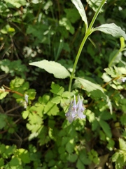 Corydalis acuminata