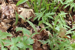Erythronium propullans