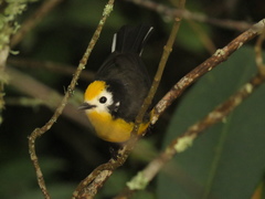 Myioborus ornatus