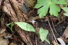 Erythronium propullans