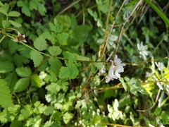 Corydalis acuminata