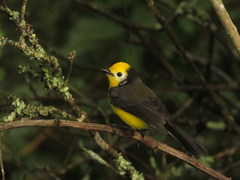Myioborus ornatus