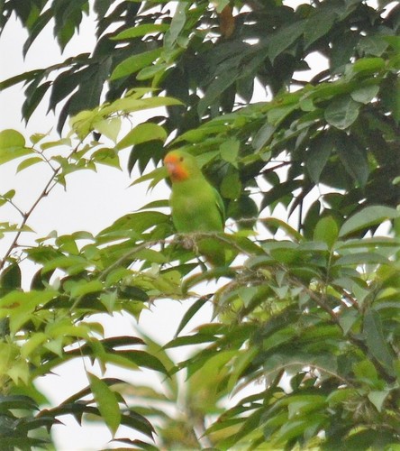Red-headed Lovebird