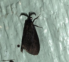 Cryptothelea gloverii