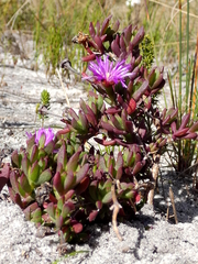 Lampranthus glomeratus