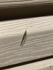 Leucochrysa floridana