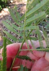 Senegalia berlandieri