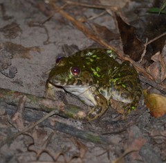 Hoplobatrachus occipitalis