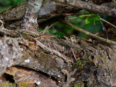 Takydromus viridipunctatus