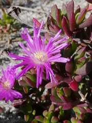 Lampranthus glomeratus