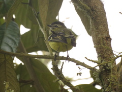 Phyllomyias nigrocapillus