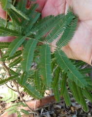 Senegalia berlandieri