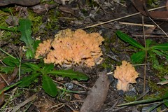 Ramaria samuelsii