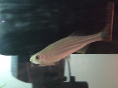 Devario aequipinnatus