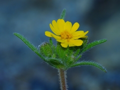 Harmonia guggolziorum