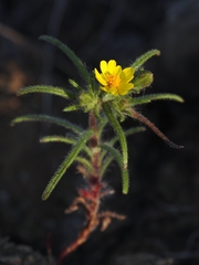 Harmonia guggolziorum