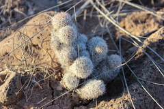 Mammillaria albicans