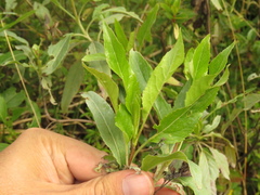 Stevia lucida