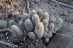 Mammillaria albicans