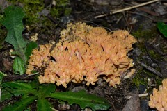 Ramaria samuelsii