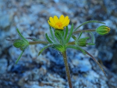 Harmonia guggolziorum