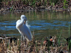 Ardea alba