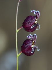 Streptanthus glandulosus hoffmanii