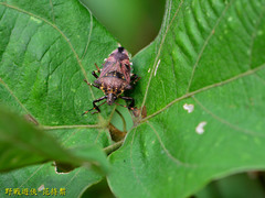 Eocanthecona concinna