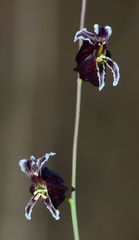 Streptanthus glandulosus hoffmanii