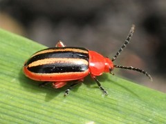 Disonycha discoidea
