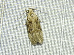 Pseudotelphusa palliderosacella