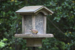 Cardinalis cardinalis