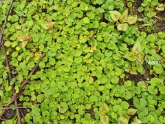 Hydrocotyle bonplandii