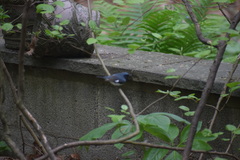 Setophaga caerulescens