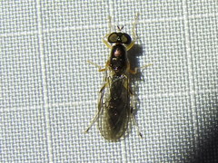 Merosargus caeruleifrons