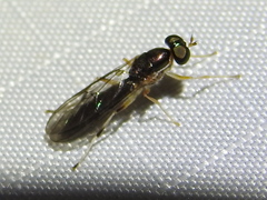 Merosargus caeruleifrons