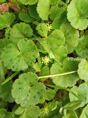 Hydrocotyle bonplandii