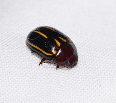 Paropsisterna lineata