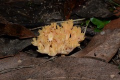 Ramaria samuelsii